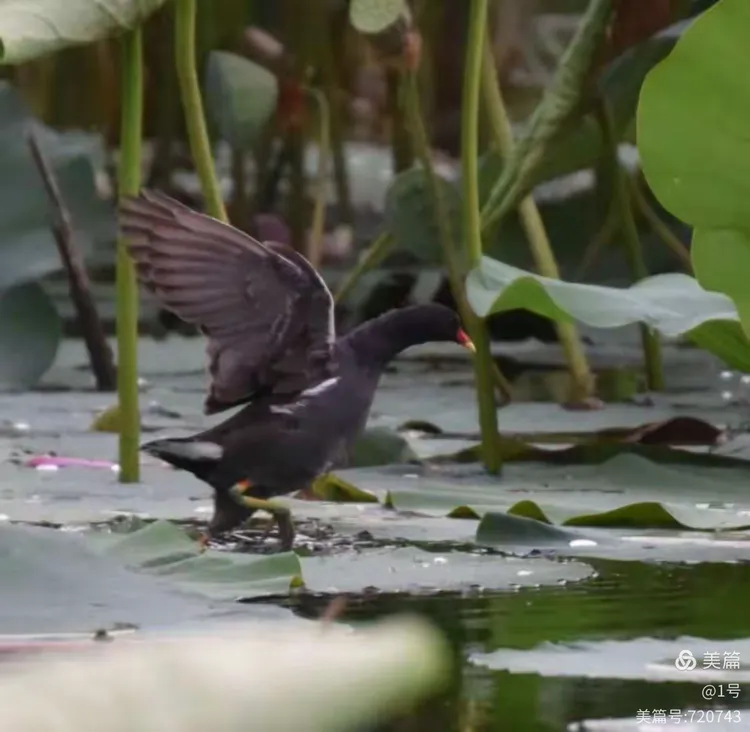 滨河公园里的红头水鸡